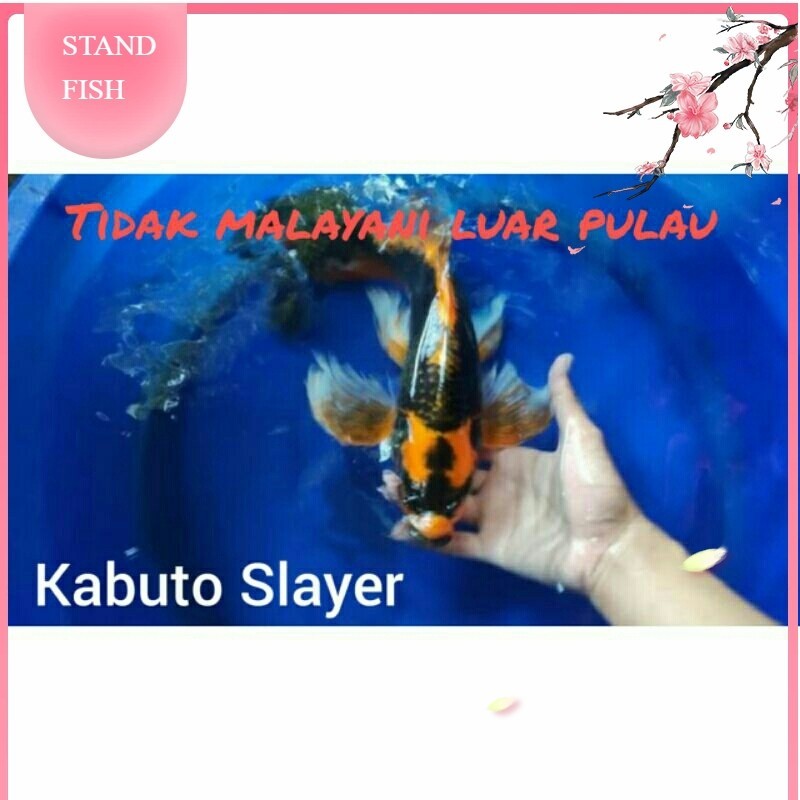 AquariumKoi Kabuto Slayer Mirip ikanesia