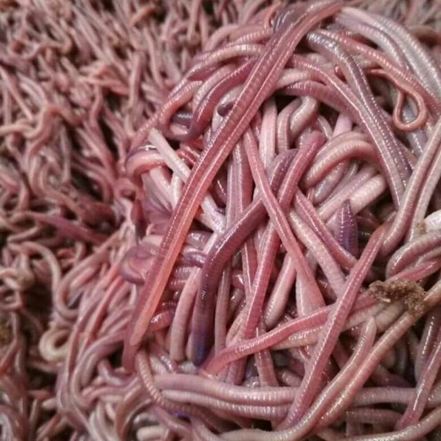 CACING TANAH ANC - PAKAN IKAN PREDATOR / PAKAN CHANA FBH