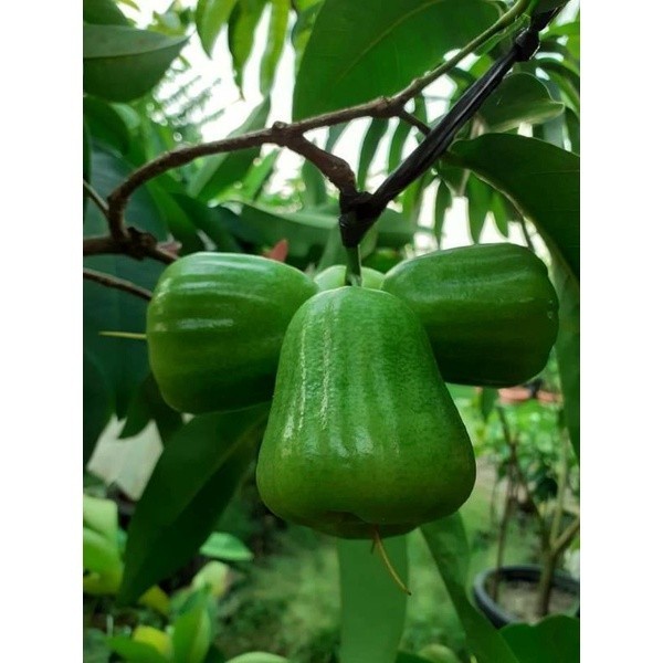Bibit Jambu Air Kiojok (fresh Cangkok)
