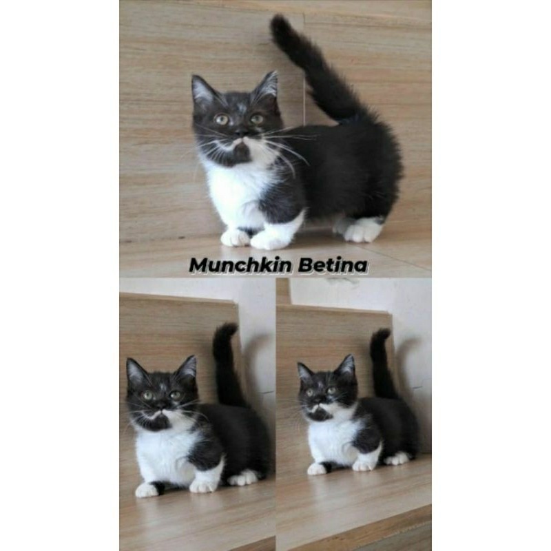 Kucing Munchkin kaki pendek Betina