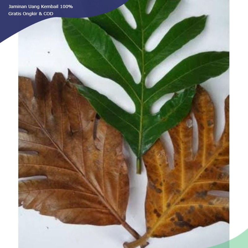 

Daun Klewih Kelewih 500 Gram Kering Obat Herbal Organik Termurah