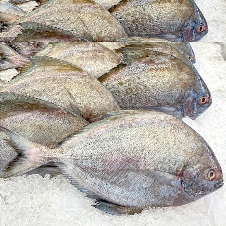 

Ikan Bawal Laut Segar 1KG