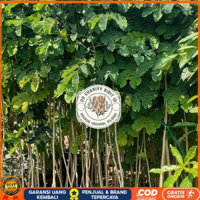 Bibit Trembesi Ukuran 150-180cm Batang Besar | Bibit Pohon Trembesi Keduh Penghijauan | Bibit Tanama
