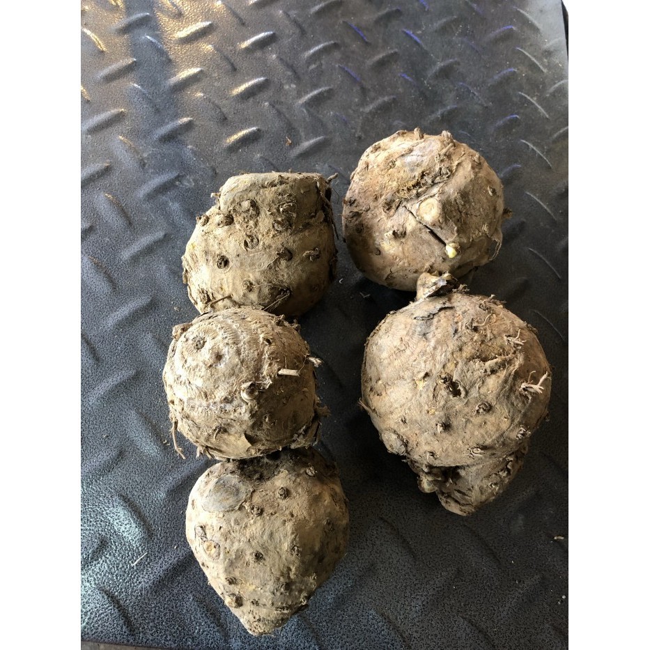 

Temulawak besar fresh 1kg