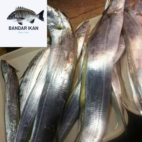 

Ikan Layur Segar Fresh Dan Berkualitas