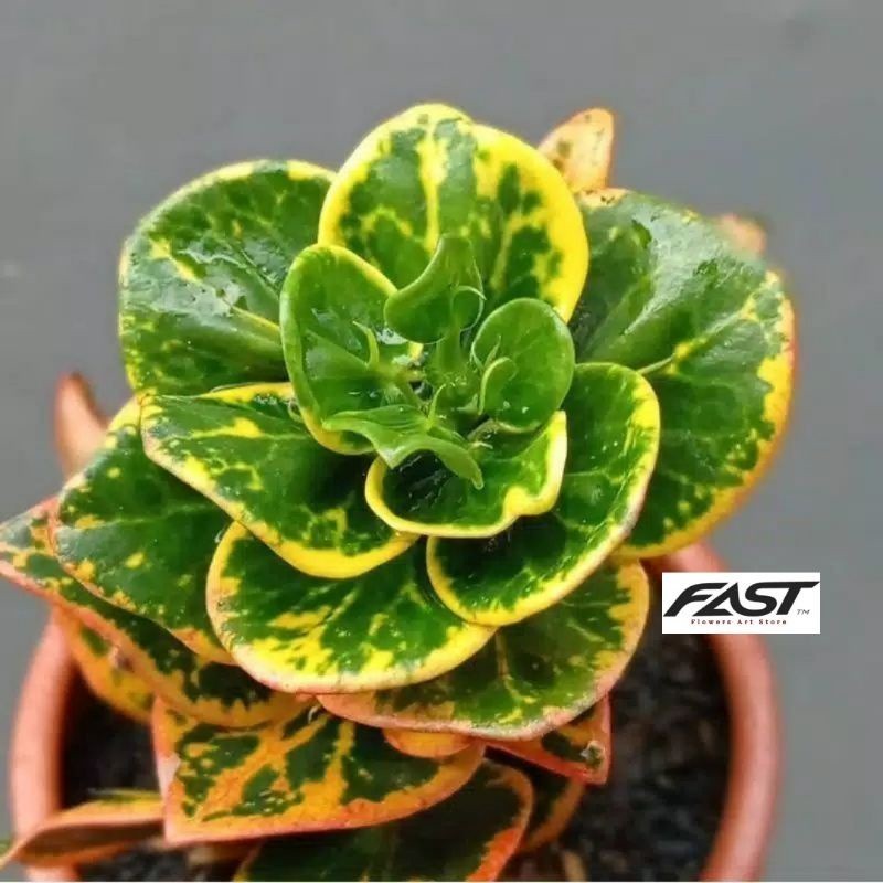 Tanaman hias puring koin - puring koin