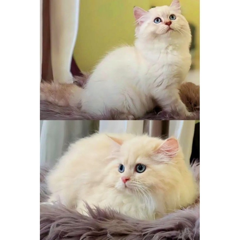 kucing kitten ragdoll red bicolor dan lynx point non ped