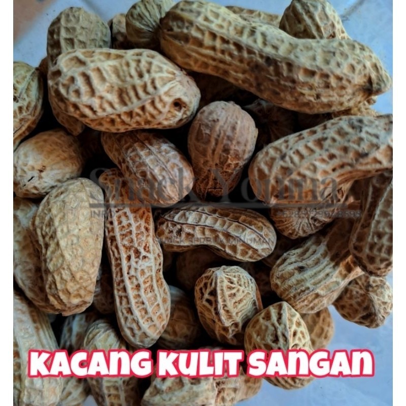 

Kacang Kulit Sangan 250 grGratis Ongkir & COD