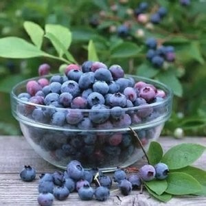 Paket 2 Bibit Blueberry Jumpfruit cangkok premium