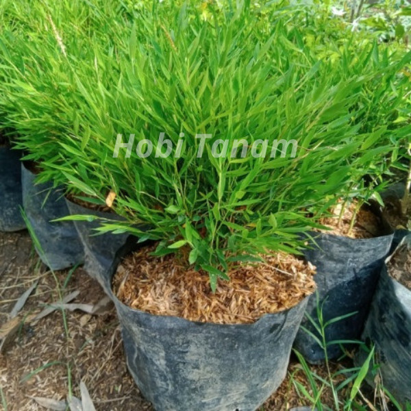 Bibit Tanaman Hias Bambu Jepang / Bambu Jepang Mikro Unik bibit bambu jepang bibt bambu mini