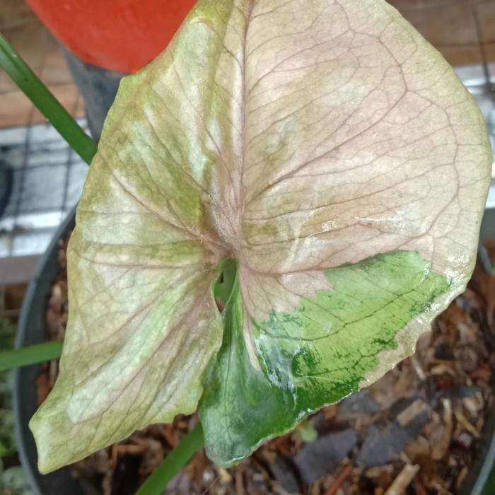 tanaman hias syngonium T24