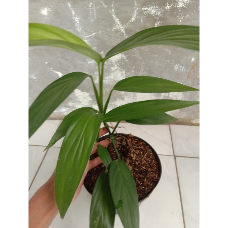 TANAMAN HIAS BIBIT PHILO standleyana / PHILO LANGKA