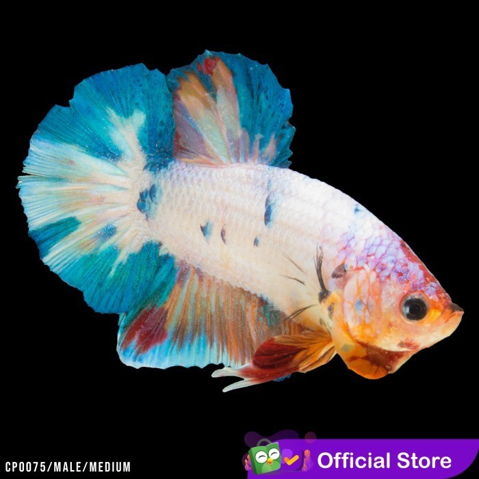 Cupang Hias Marble Candy Male / Betta Fish Plakat