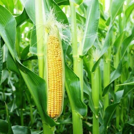 1000++ BENIH JAGUNG MANIS MADU