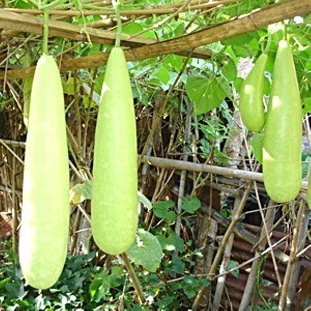 50 BIJI BIBIT Blonceng LABU AIR LABU PUTIH
