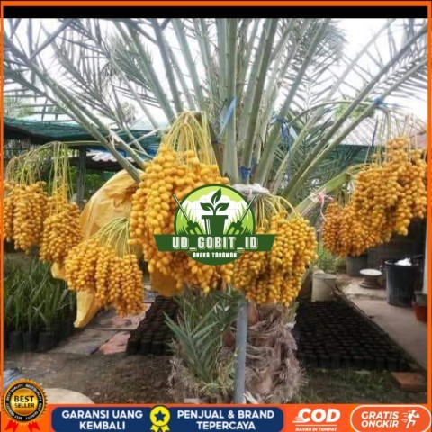 Bibit Pohon Kurma Tropis Jenis Ajwa / Bibit Buah Kurma Ajwa Asli Bibit Tanaman Super Unggul UD GOBIT