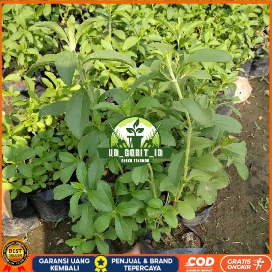 Dapat 5 Bibit Stevia Pengganti Gula | Bibit Daun Manis Stevia Bibit Tanaman Super Unggul UD GOBIT ID