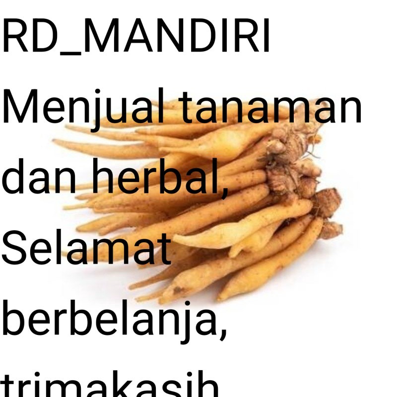 

RD Ready Temu kunci (curcuma xanathorriza roxb) segar 100gram
