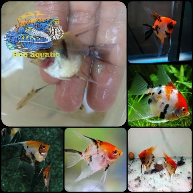 Pemanis aquarium Ikan manfish koi red devil/ angelfish koi red devil untuk aquarium dan aquascape