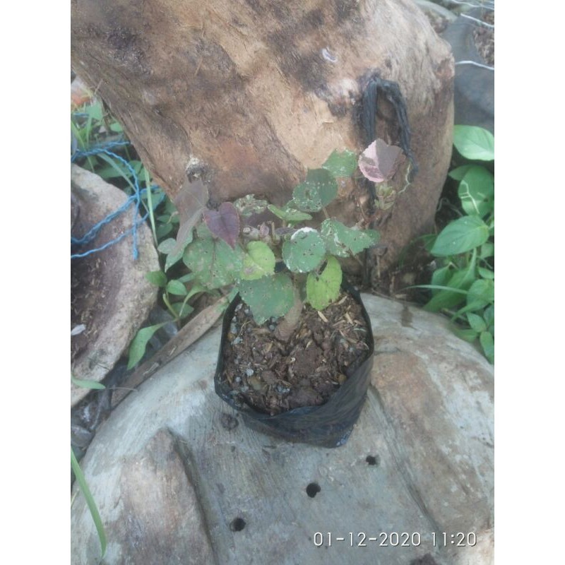 bibit bonsai waru varigata