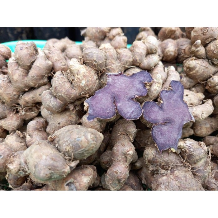 

Umbi Kunyit Hitam Asli