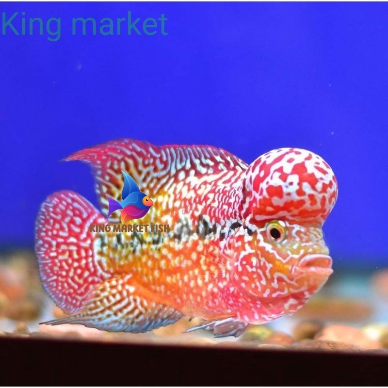 Super grade Hiasan Aquarium Kamfa F2 Red Twotone Thailand king