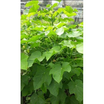 

REMPAH Daun Jarak Pagar Segar Pohon Herbal Ricinus Communis Linn Perlembar Asli