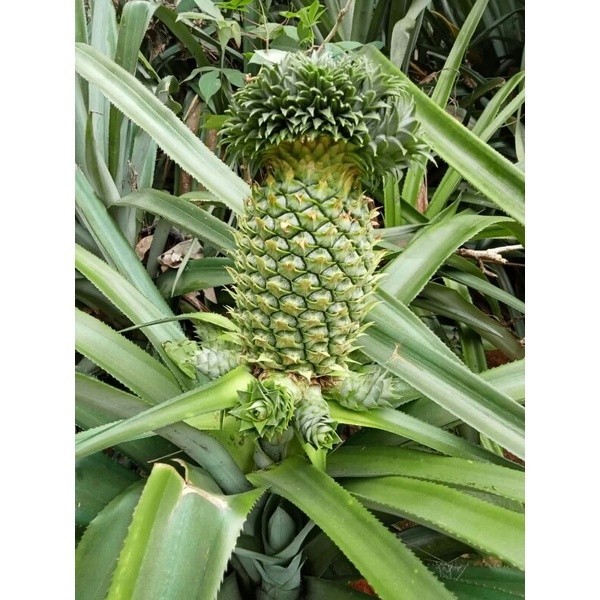 

Buah Nanas Segar Buah Nanas Muda Obat Alami