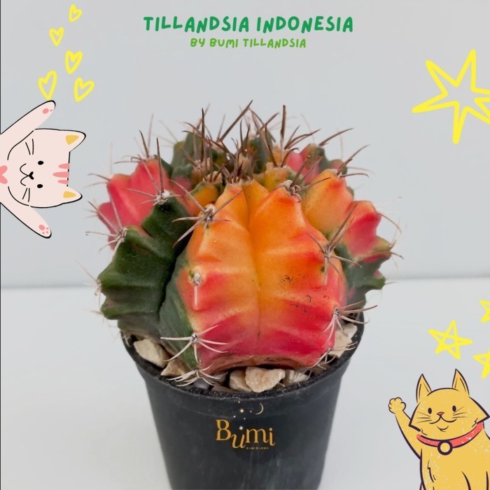 Gymnocalycium mihanovichii MIHA Kaktus Variegata Miha -   Cactus