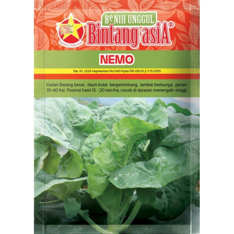 Bibit - Benih Kailan batang besar daun bulat bergelombang Nemo (Bintang Asia)