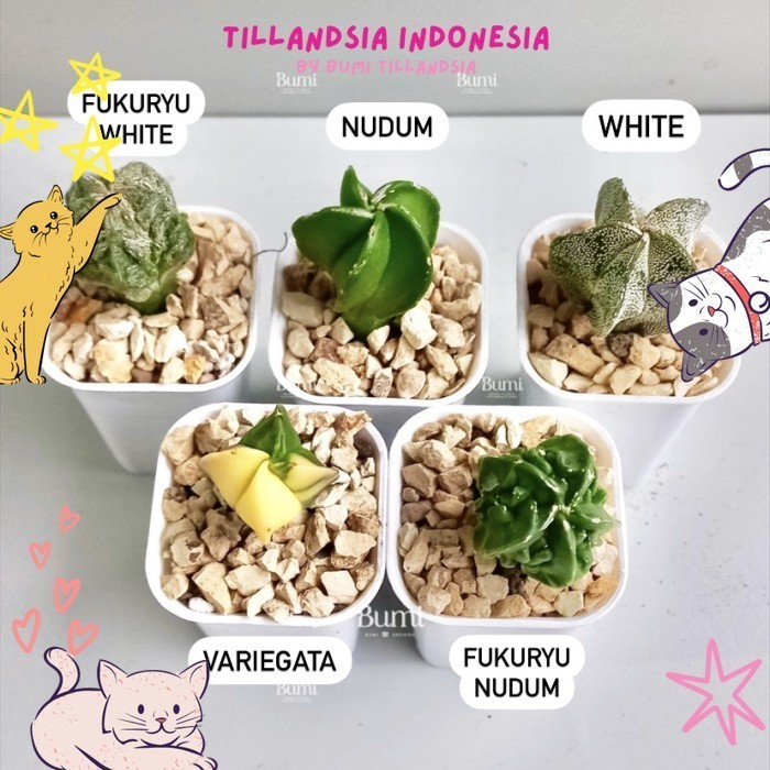 Astrophytum myriostigma (Variegata, Nudum, White, Fukuryu)