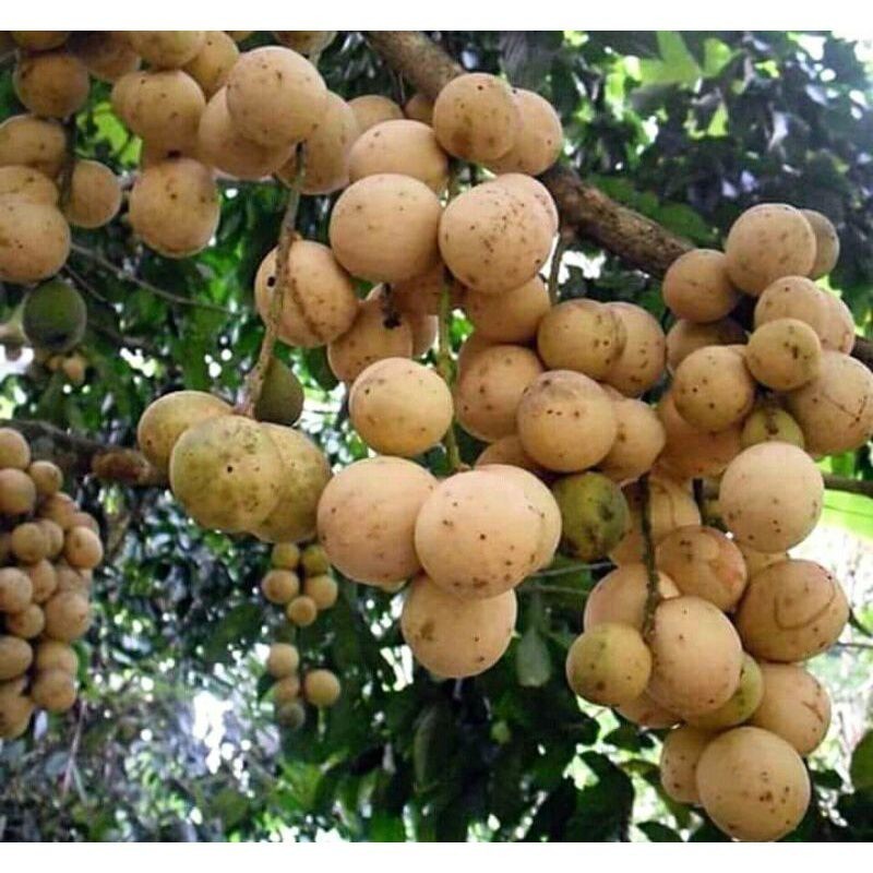 Bibit Tanaman Duku Palembang Super Okulasi pohon dukuh manis jumbo genjeh cepat berbuah