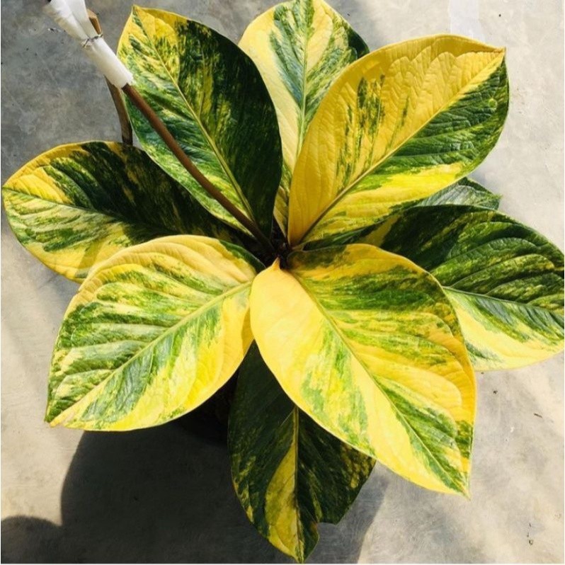2 Biji Bibit Antorium Jemani Tornado Varigata kuning.