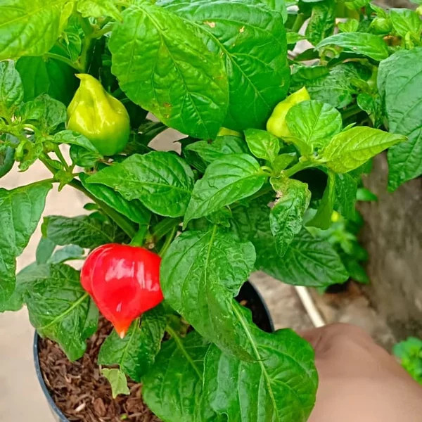 Bibit Tanaman Hidup CABE PAPRIKA - Bibit Pohon Cabai Paprika Reaper Dalam Polibag