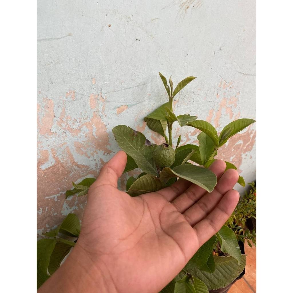 Bibit Jambu Kristal sudah berbuah