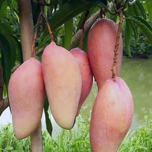 Bibit mangga okulasi  mangga red ivory okulasi cepat berbuah