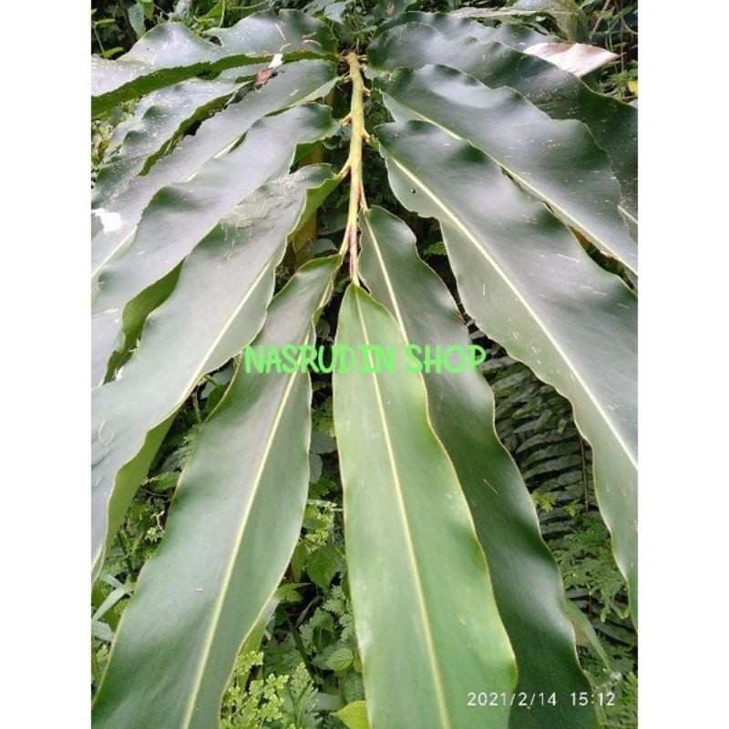 

Bubuk Daun Tepus 1 KG Tanaman Herbal Pure Organik Nusantara