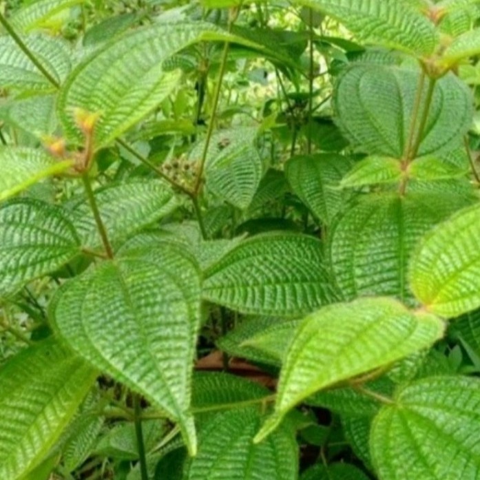 

daun harendong bulu herbal terbaik daun harendong fres 100 lembar