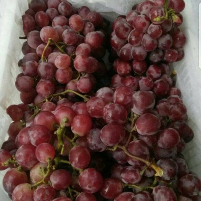 Bibit Tanaman Buah Anggur Merah Red Globe