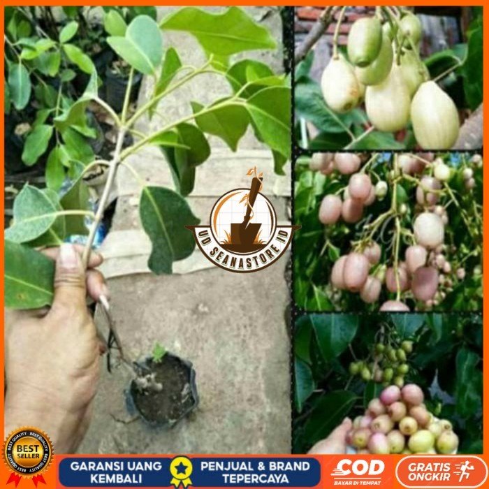 BIBIT JUWET PUTIH TANPA BIJI OKULASI/ BIBIT TANAMAN JUWET PUTIH UNGGUL Bibit Tanaman Super Unggul UD