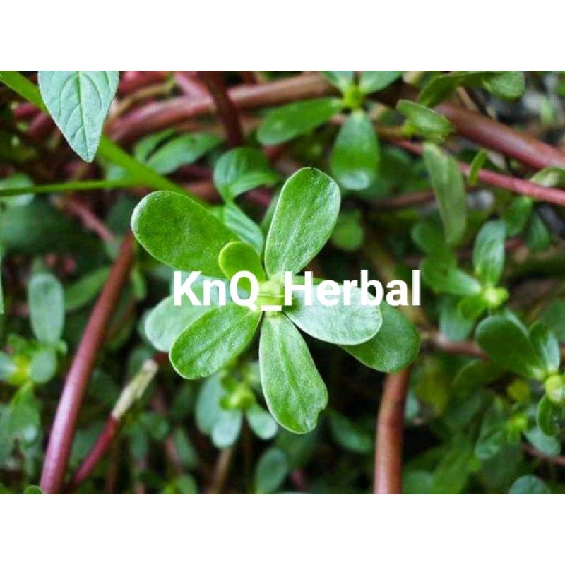 

Daun Krokot Frash Segar Obat Jamu Hepatitis