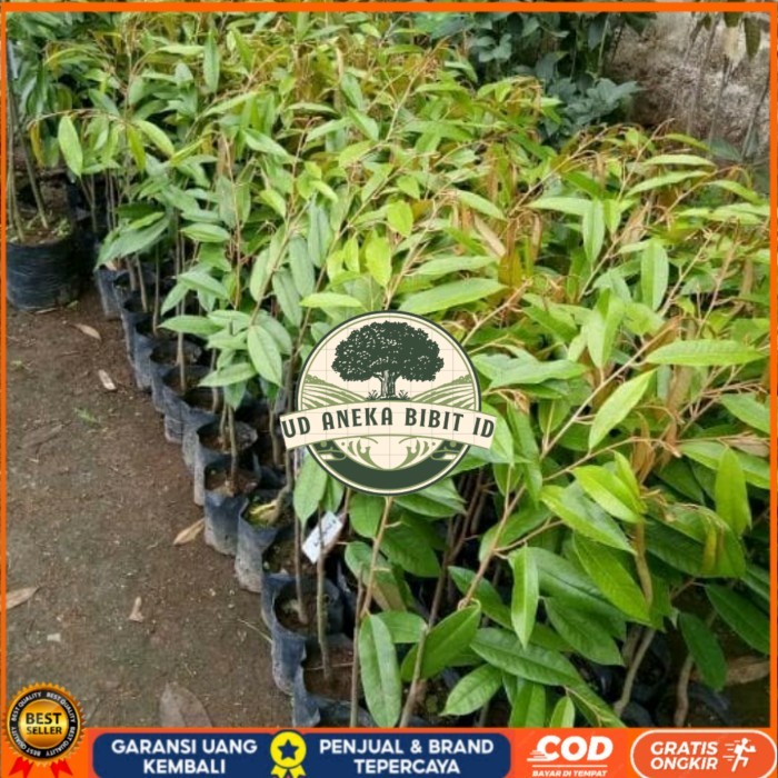Bibit Durian Matahari Okulasi Unggul Super Cepat Berbuah UD ANEKA BIBIT ID