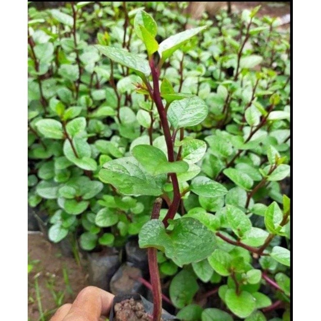 

PROMO BINAHONG MERAH SUPER HERBAL (beli 5 gratis 1)