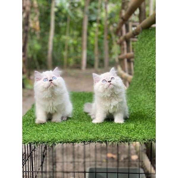 kucing kitten persia himalaya blue eyes
