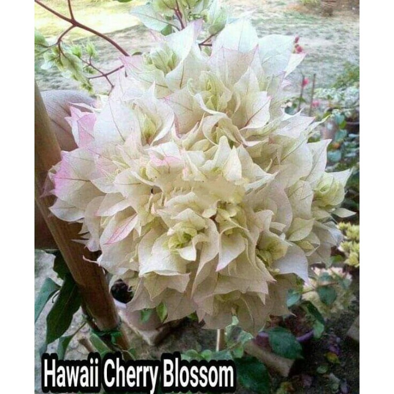 Bougenville Id Hawaii Cherry Blossom Ori (bibit)