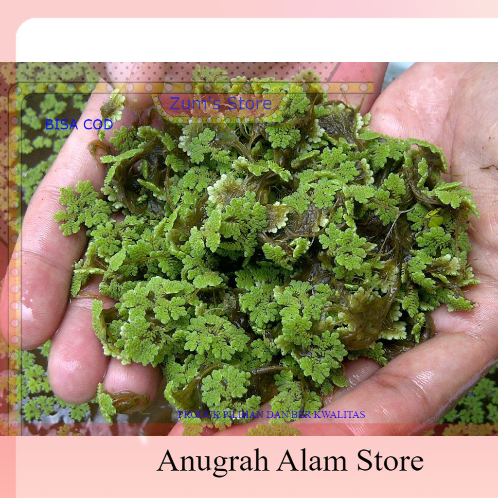 termurah Azolla/ Bibit Azolla / Tanaman Air Azola pakan ikan