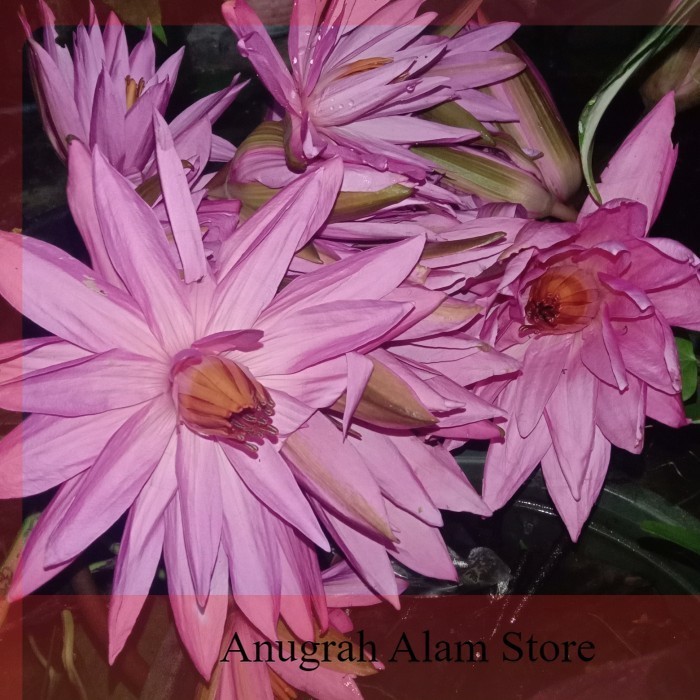 READY BUNGA TERATAI MERAH~BUNGA TERATAI FRESH~20Pcs