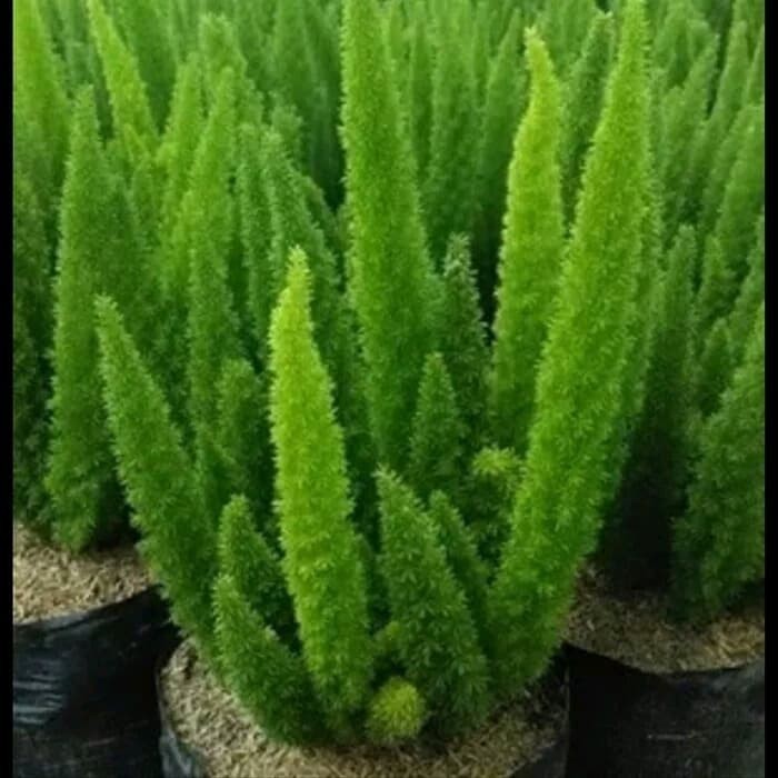 Tanaman ekor tupai/Tanaman Hias Ekor Tupai/Pohon Cemara Ekor Tupai