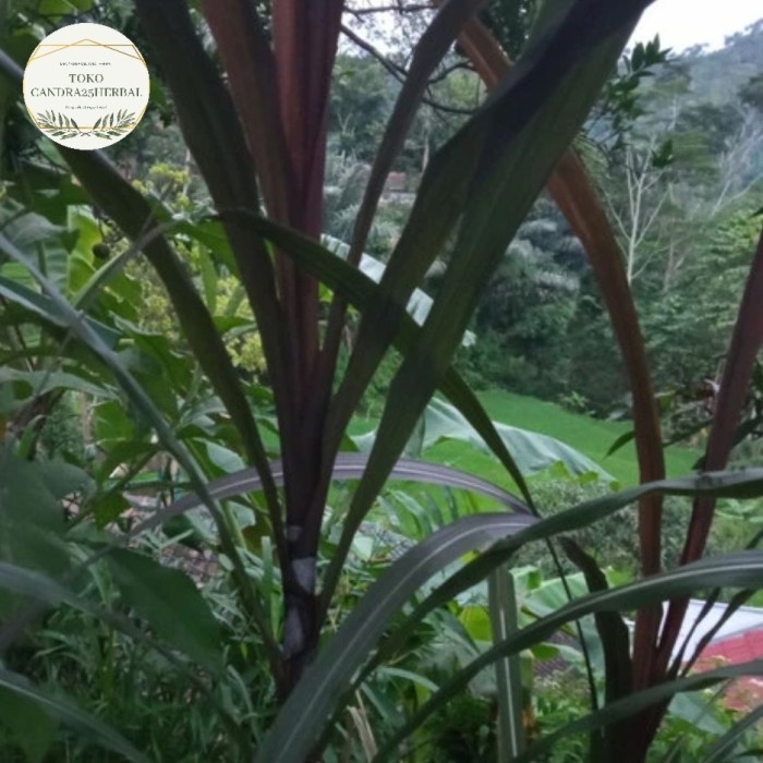

Daun tebu hitam organik isi 20 lembar untuk obat herbal