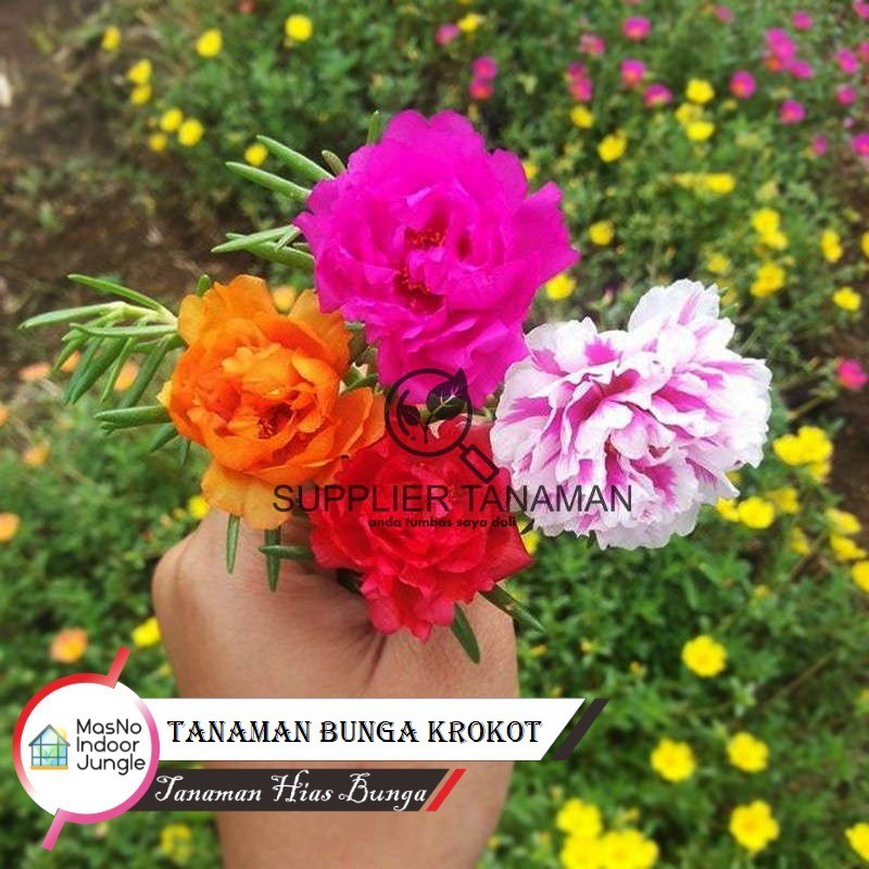 Bibit Tanaman Bunga Krokot - Bibit Tanaman Hias Krokot hidup